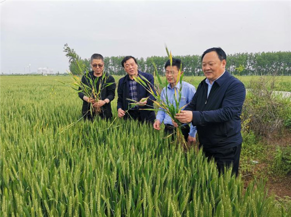 淮南市農業(yè)農村局李艷景局長(cháng)調研小麥病蟲(chóng)害防治工作