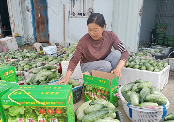淮南市潘集區依托酥瓜產(chǎn)業(yè)實(shí)現鄉村振興