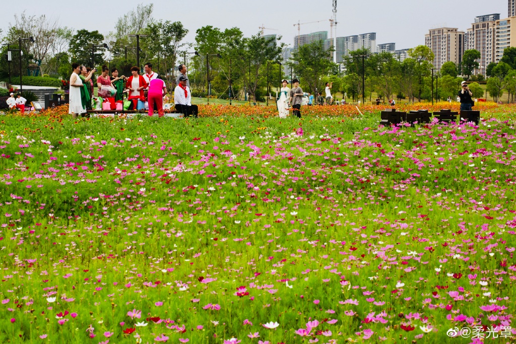 【圖說(shuō)淮南】——淮南的中央公園的花一定不能錯過(guò)！