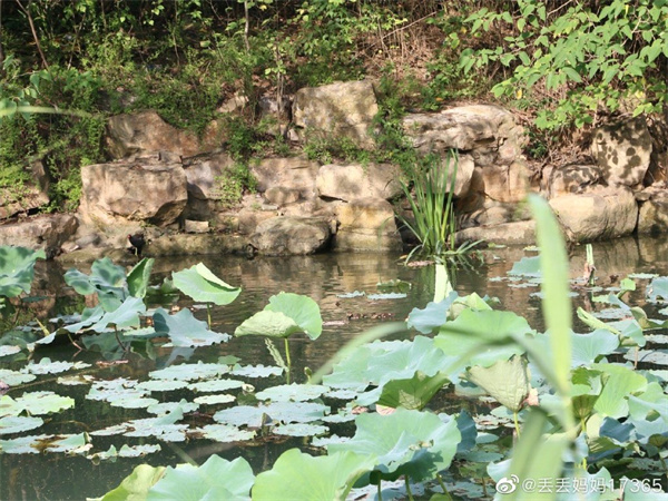 【圖說(shuō)淮南】——淮南龍湖公園的夏景是什么樣的？