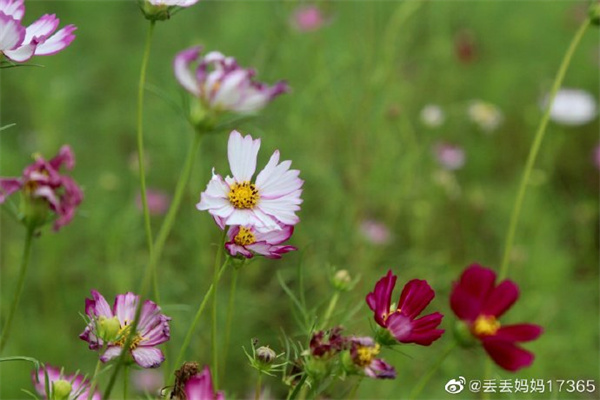 【圖說(shuō)淮南】——秋日下的花