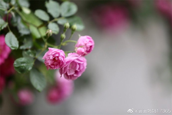 【圖說(shuō)淮南】——又是一架薔薇開(kāi)