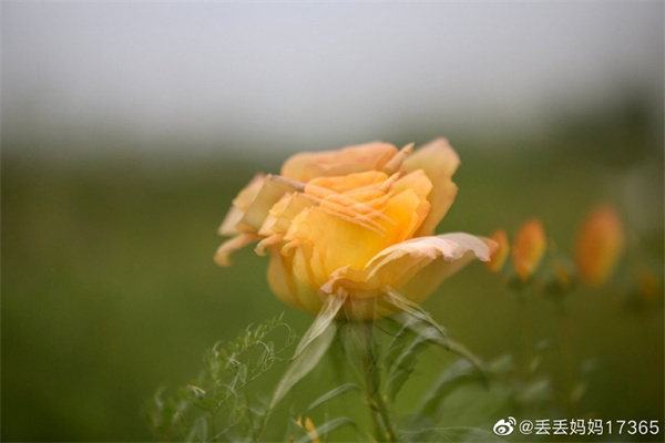 【圖說(shuō)淮南】——只道花無(wú)十日紅，此花無(wú)日不春風(fēng)