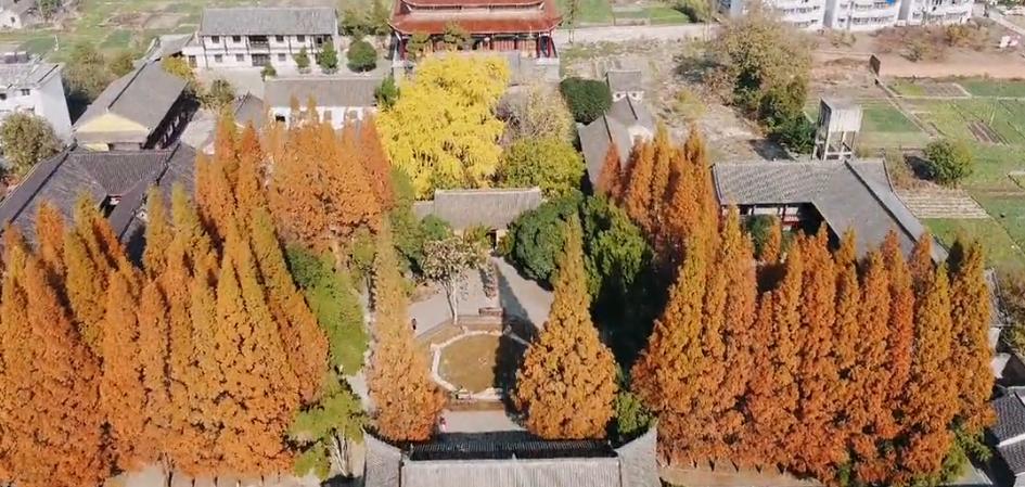 壽縣報恩寺，滿(mǎn)地金黃正當時(shí)