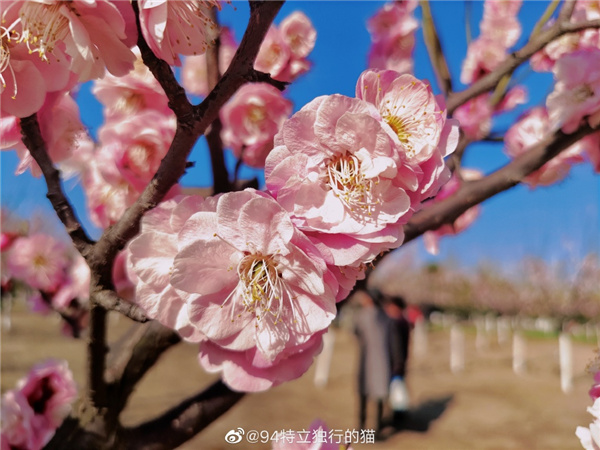 圖說(shuō)淮南——春光瀲滟，如花似錦